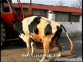 Minx sucks udder, shoves into pussy and pokes cow with fist