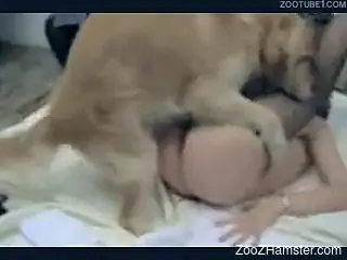 Sweetheart has sexual relations with husband's dog