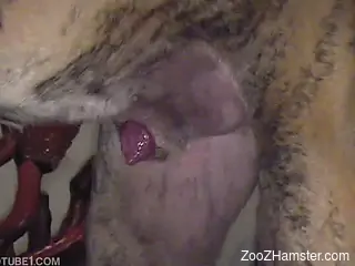 Perverted chick gives twat for fucking only to dog