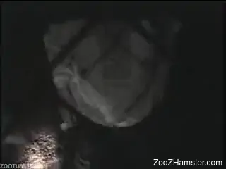 Night shoot of bestiality sex with huge dog in street