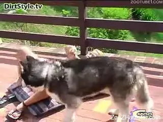 Beauty sucks big erect penis of playful husky