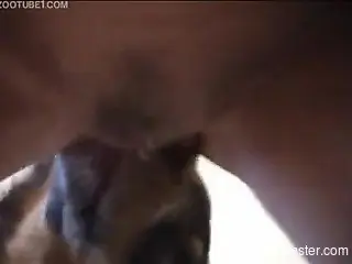 Dog is totally exhausted fucking his whore mistress