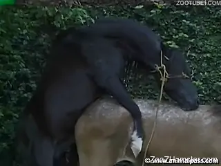 Beauties banged by horses and dogs in bestiality compilation