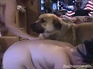 Lesbians want to try something new in sex using dog's cock
