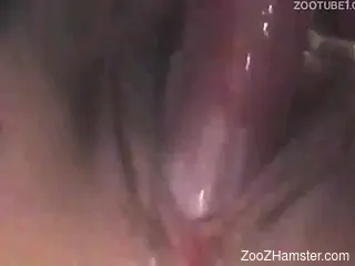 Blonde woman with long hair trained dog to fuck her
