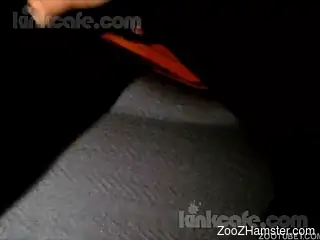 Scarlet whore is real big on tempting domestic pet