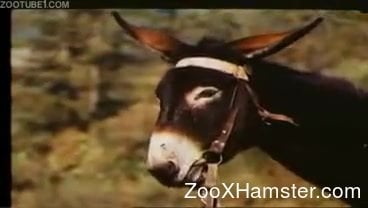 Zoophile clip of wild stallion harassing and fucking donkey