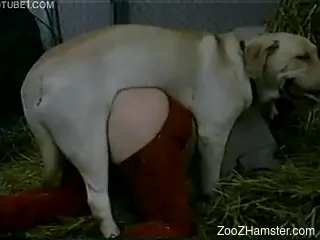 Gorgeous bestiality lover moans being fucked by dog