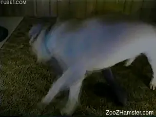 Adorable chick invited dog in bed to make love to it
