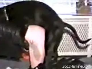 Skank stands on all fours and welcomes dog's cock in cunt
