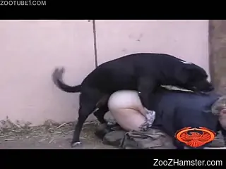 Boy tied up naughty chick and forced to copulate with his dog