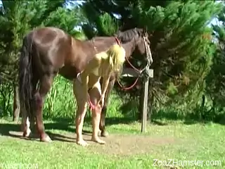 Lady bares in park and takes horse's cock into pussy