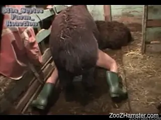 Dirty farmer came in corral for doggystyle sex with llama
