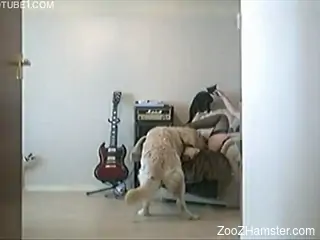 Masked girl directs playful Labrador on licking her snatch