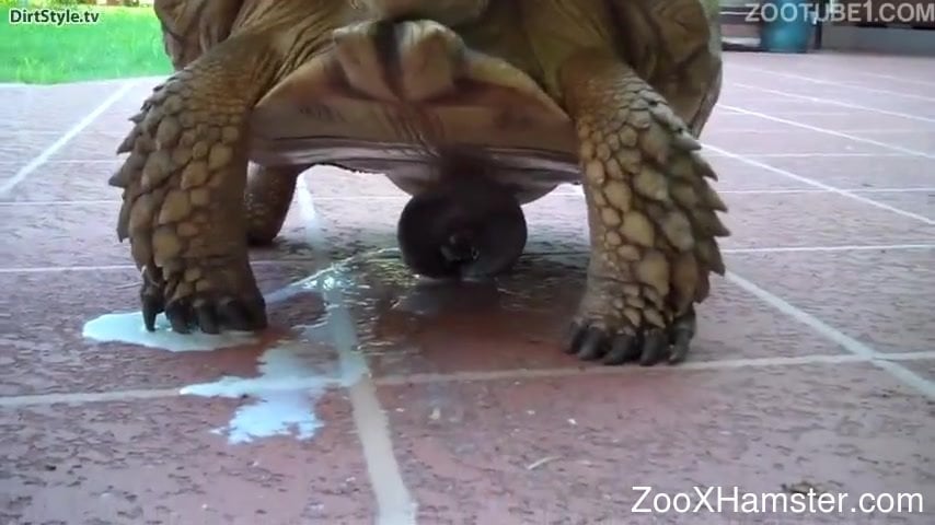 Turtle Cums On Camera