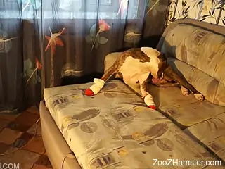 Playful girl and her bulldog embark sensual anal sex on couch