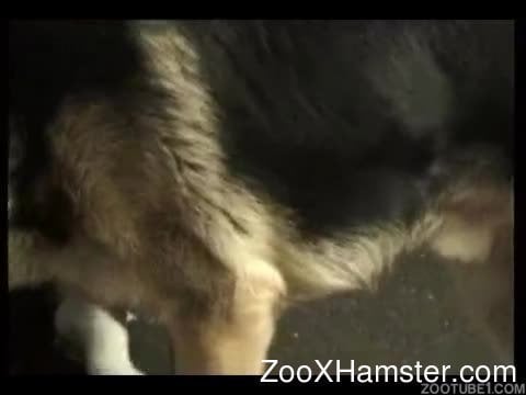 German Shepherd Dog Sex Video - German Shepherd licks and fucks own mistress from behind