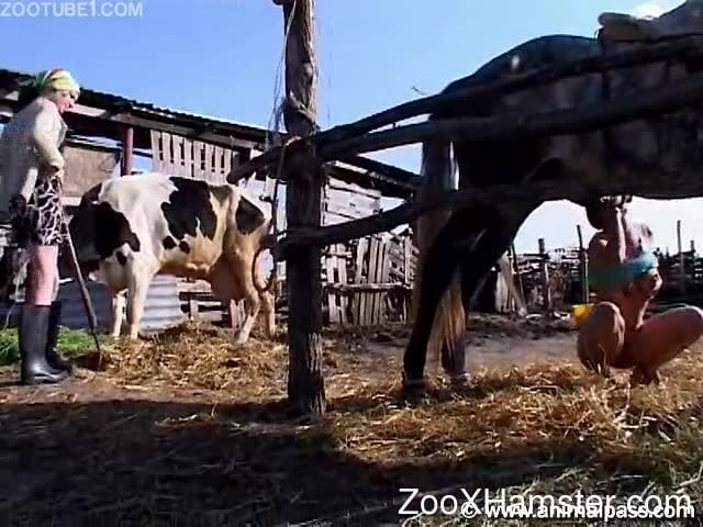 Two uninhibited girls from country have fun with horse and cow
