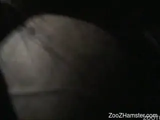 Zoophile with camera in hand films how he penetrates animal