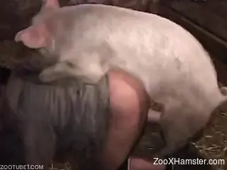 Farmer came in the cowshed for doggystyle sex with own pig