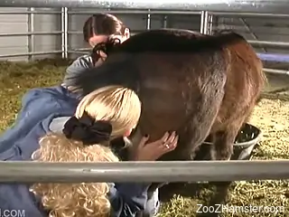 Girl makes love with guy in stable and takes strapon to fuck pony