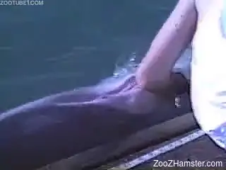 Guy calls dolphin and gently caresses body with his hand