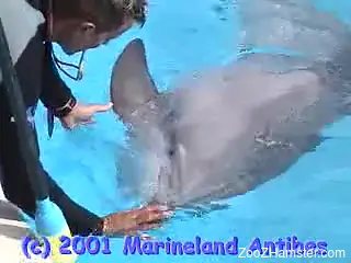 Dolphin trainer on daily training watches mammalâ€™s penis
