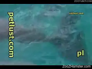 Dirty pervert masturbates dolphinâ€™s erected penis with ...