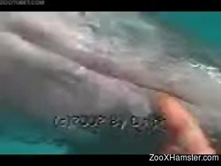 Nasty zoophile with no fear sticks finger in dolphinâ€™s ...