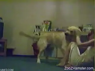 Smart Labrador and his owner have very close relationships