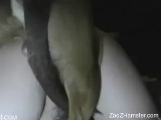 Amateur mature in mask and dog try to have sex in doggystyle