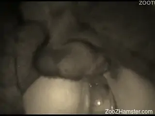 Close-up view of how dog nicely fucks his mistress from behind
