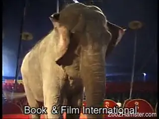 Brave blonde with no fear lies completely naked near elephant