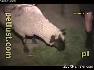 Amateur zoophile fucks innocent sheep right in the stable