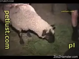 Amateur zoophile fucks innocent sheep right in the stable