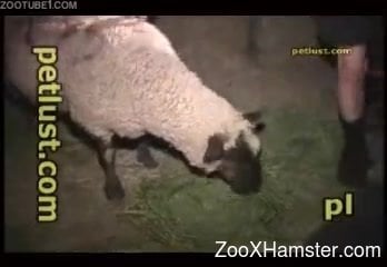 Sheep Porn - Amateur zoophile fucks innocent sheep right in the stable