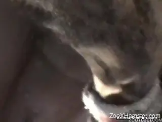 Muscular dog is able to fuck comely mistress from behind