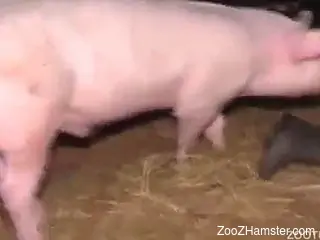 Hot female leaves the pig to fuck her wet pussy