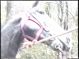 Gay zoophilia porn in amazing outdoor amateur scenes