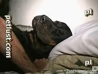 Black dog anally fucked by perverted zoophile