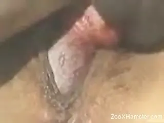 Closeup with horny dog fucking a woman in the pussy