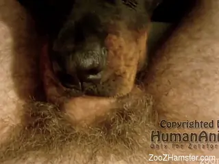 Dog deepthroating a really hairy cock on camera