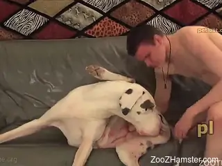 Dalmatian dog enjoying guy's meaty cock on cam