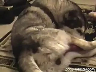Hung dog cannot stop eating/fucking that ass