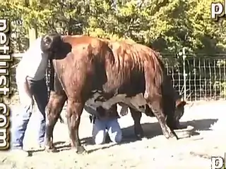 Gorgeous horse seduced by a frumpy-looking brunette dude