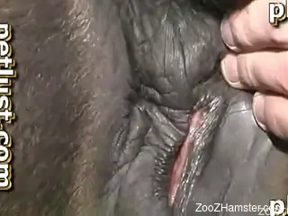 Ponytailed romantic eating his horse's pussy before sex