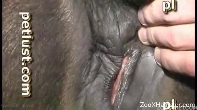 Horse Pussy Porn - Ponytailed romantic eating his horse's pussy before sex