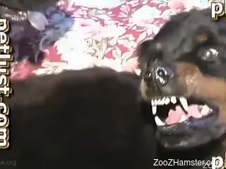 Black dog cannot stop fucking a chubby dude's asshole