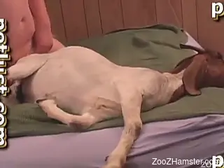 Pudgy gay guy fucking a white dog's horny hole on cam