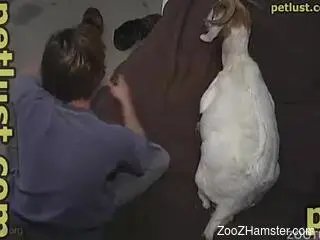 Horny goat seemingly loves getting violently fucked sideways